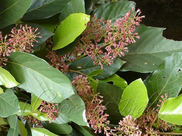 Large Leaf Looking Glass Tree
